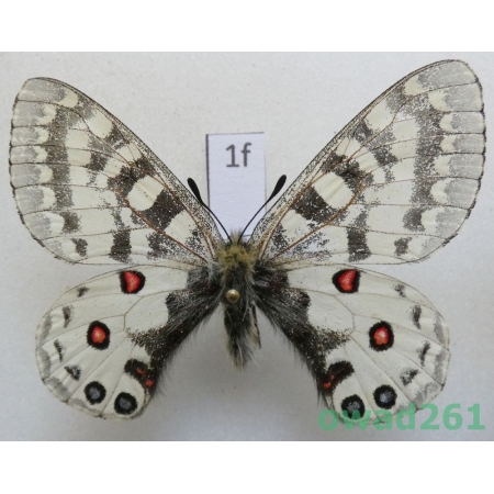 Parnassius orleans subsp. janseni Bang-Haas, 1938 China1f